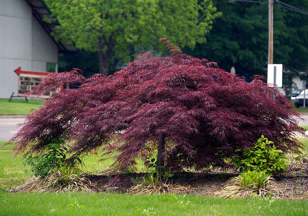 Laceleaf-Weeping-Japanese-Red-Maple-1