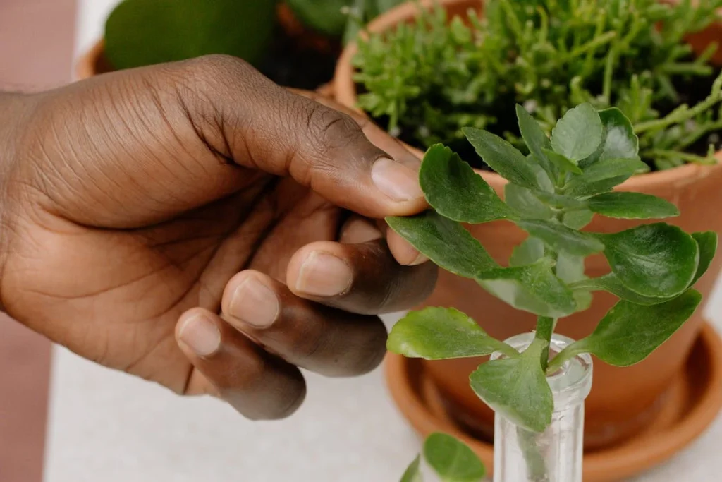 How To Propagate Plants by Division
