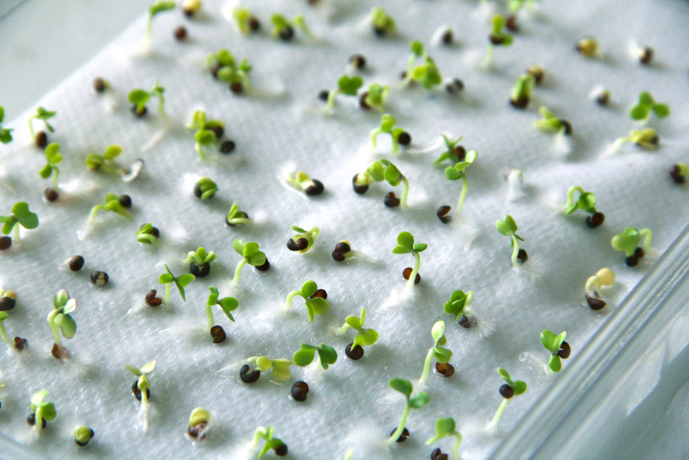 germinating pepper seeds on towel