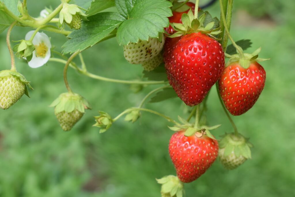 Growing strawberries in raised beds