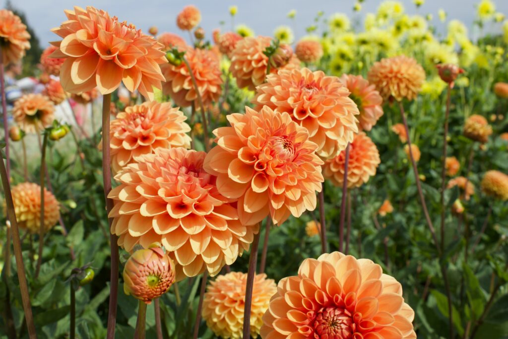 How to grow Dahlias in pots
