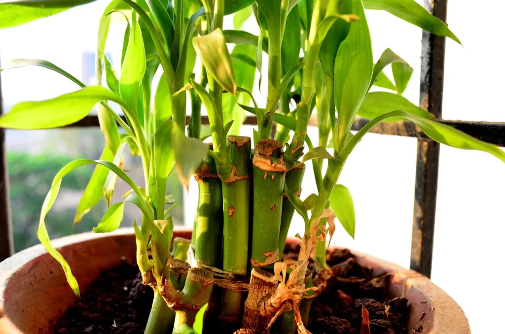 Lucky Bamboo propagation in soil