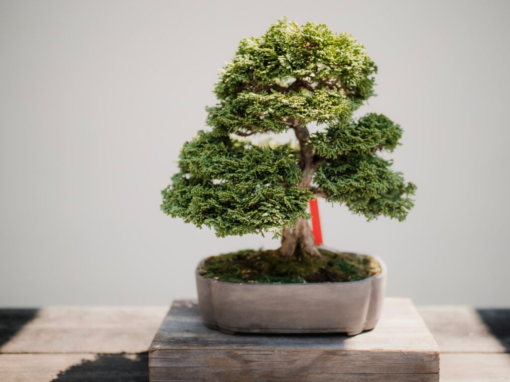 How long do bonsai trees live?