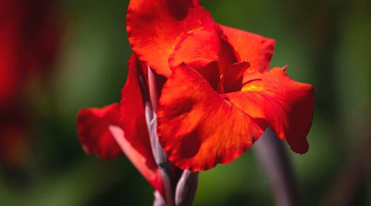 Everything about the Canna Lily plant - Plant Propagation