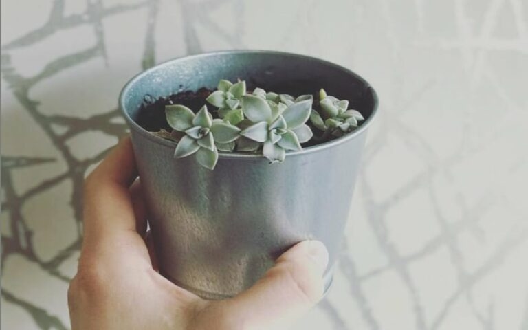 Ghost plant in pot