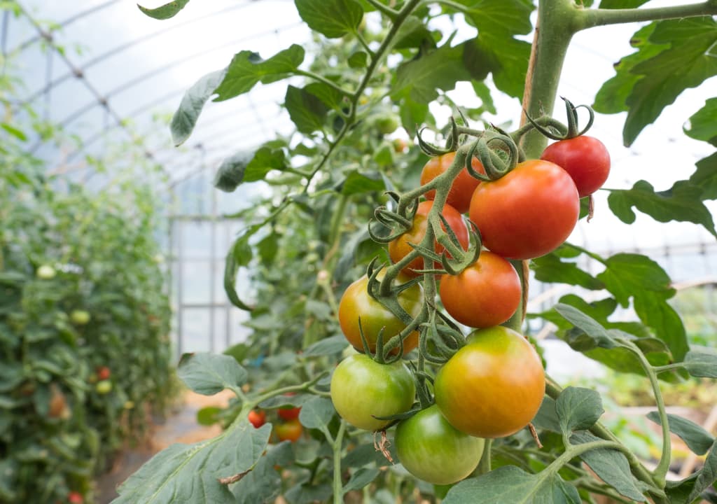 stolon propagate tomatoes