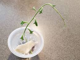 How to propagate dolphin plants?