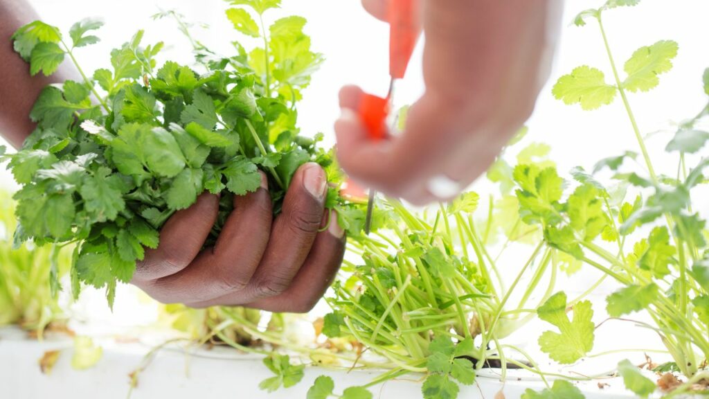 How to harvest cilantro