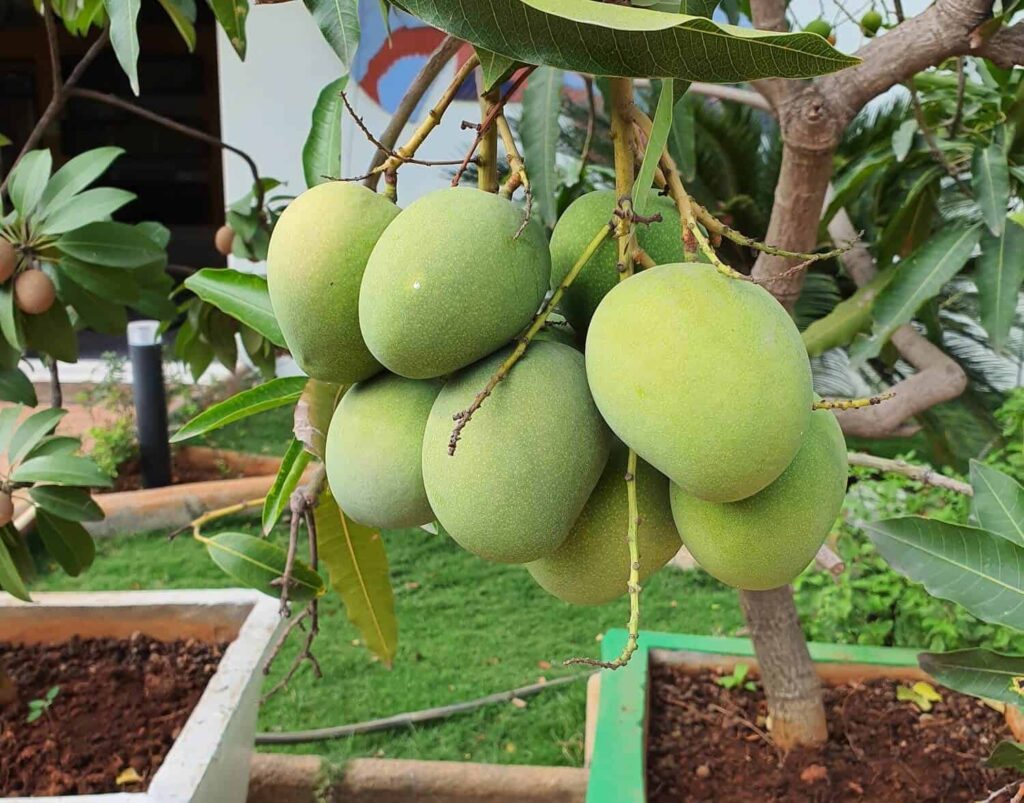 how to grow a mango tree from seed