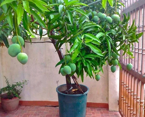 mango tree in a pot
