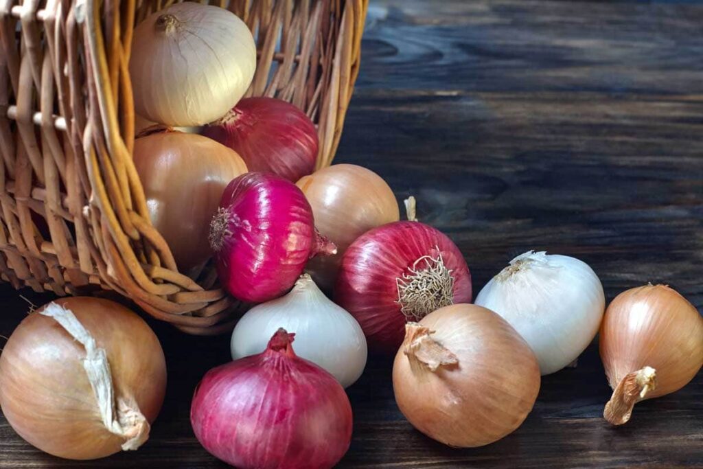 onion variaties