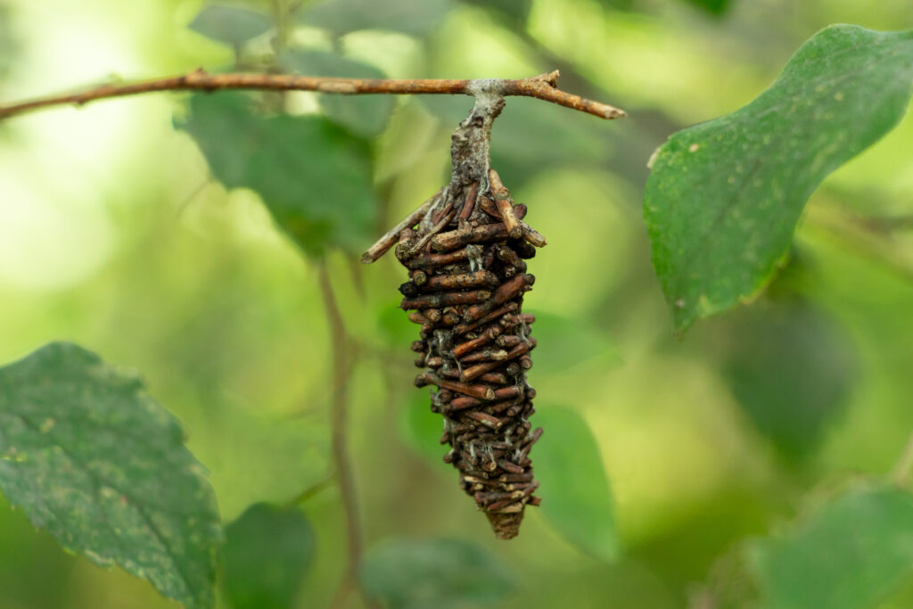 Dragonfli Vine Weevil Killer Nematodes - Kills Grubs & Protects Plant Roots