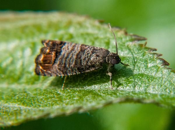 How to Control Codling Moth in the Garden