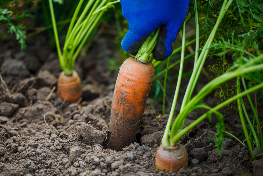 How to grow carrots from seed