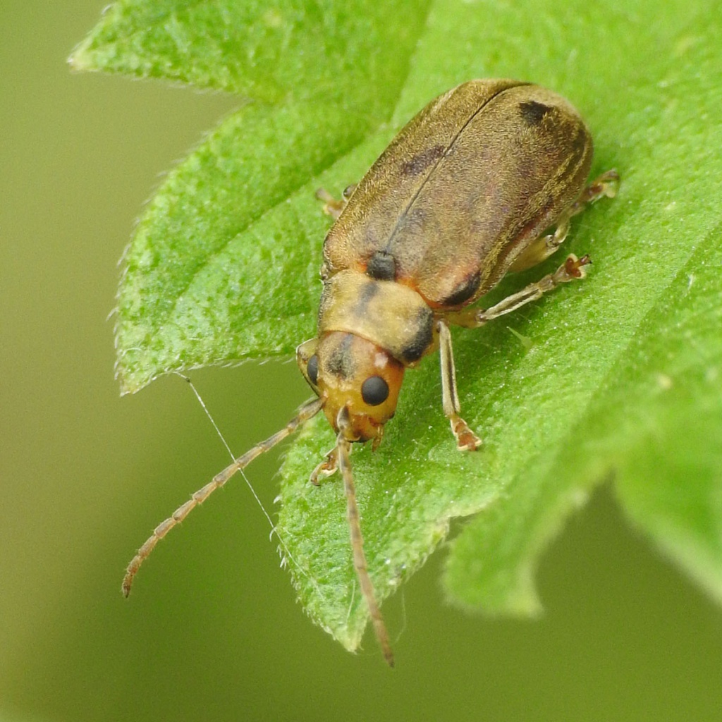 Viburnum Beetle