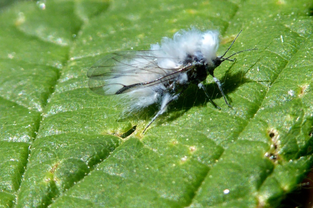 Woolly Beech Aphid