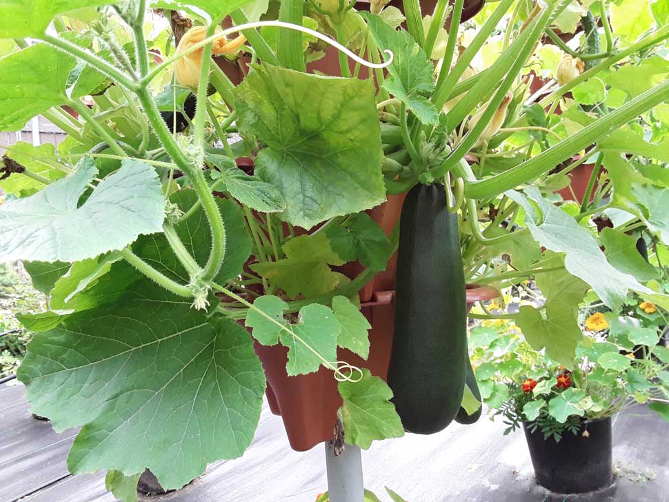 how to Grow Zucchini Vertically