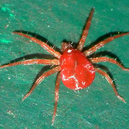 red spider mites