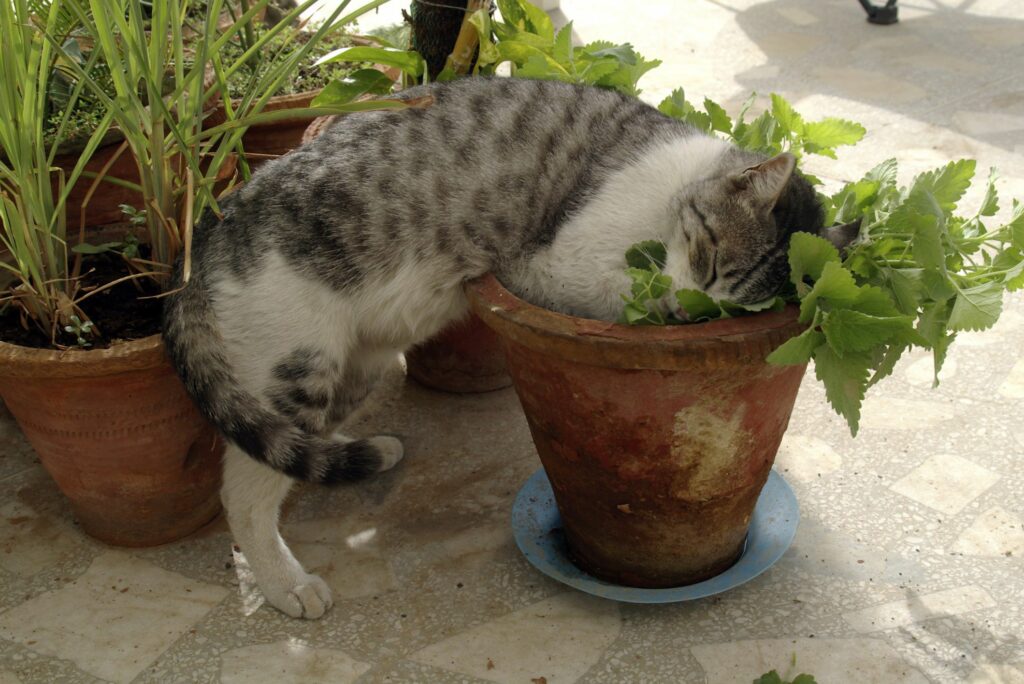 growing catnip indoors