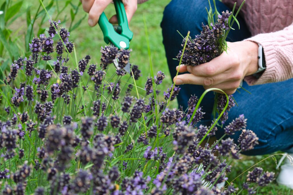 How to Propagate Lavender
