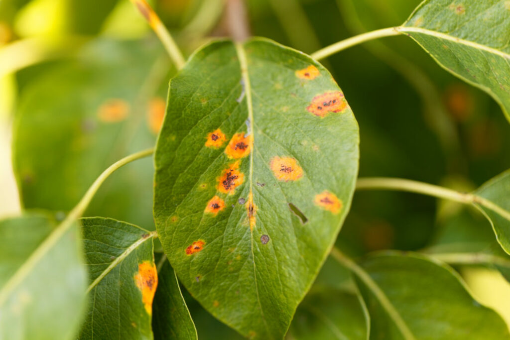 16 most common Plant Diseases and how to prevent them