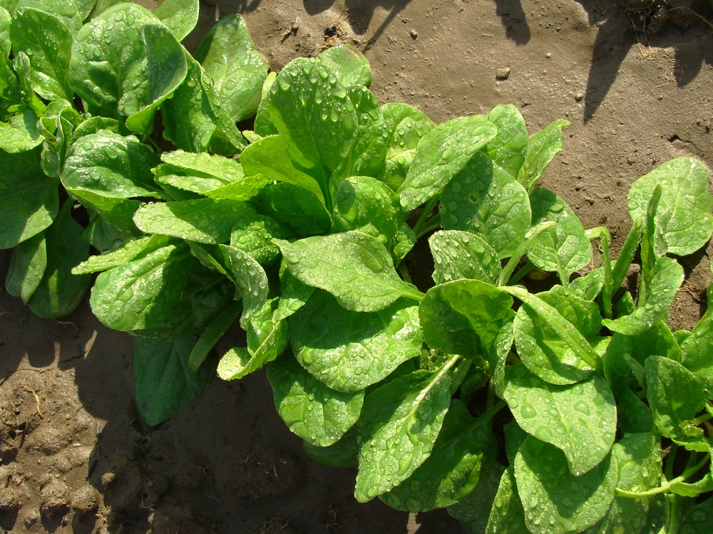 Spinach plant
