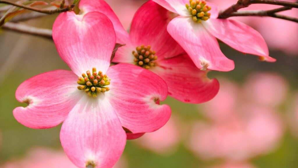 growing pink dogwood tree from seed