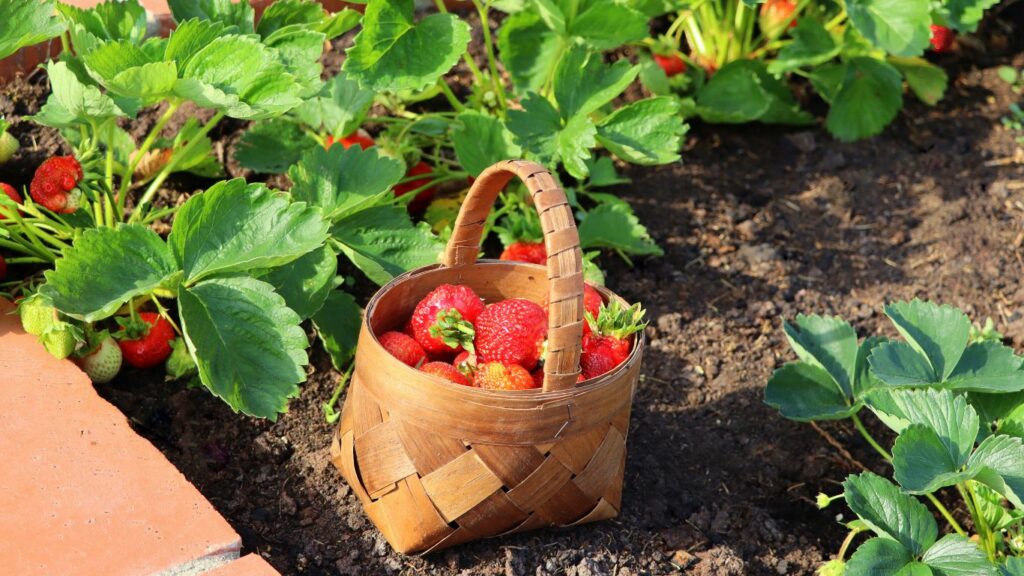 how to grow strawberry in raised bed and harvest plenty of berries
