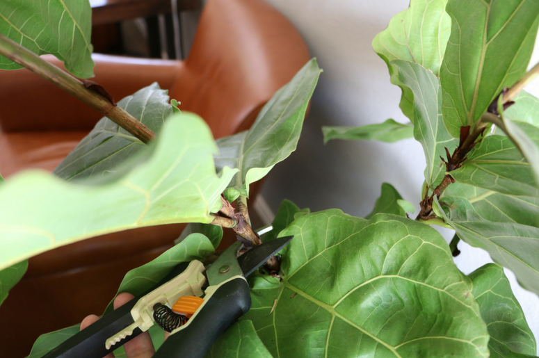 how to prune fiddle leaf fig