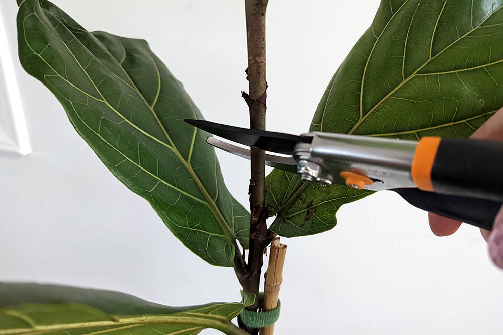 pruning fiddle leaf figs