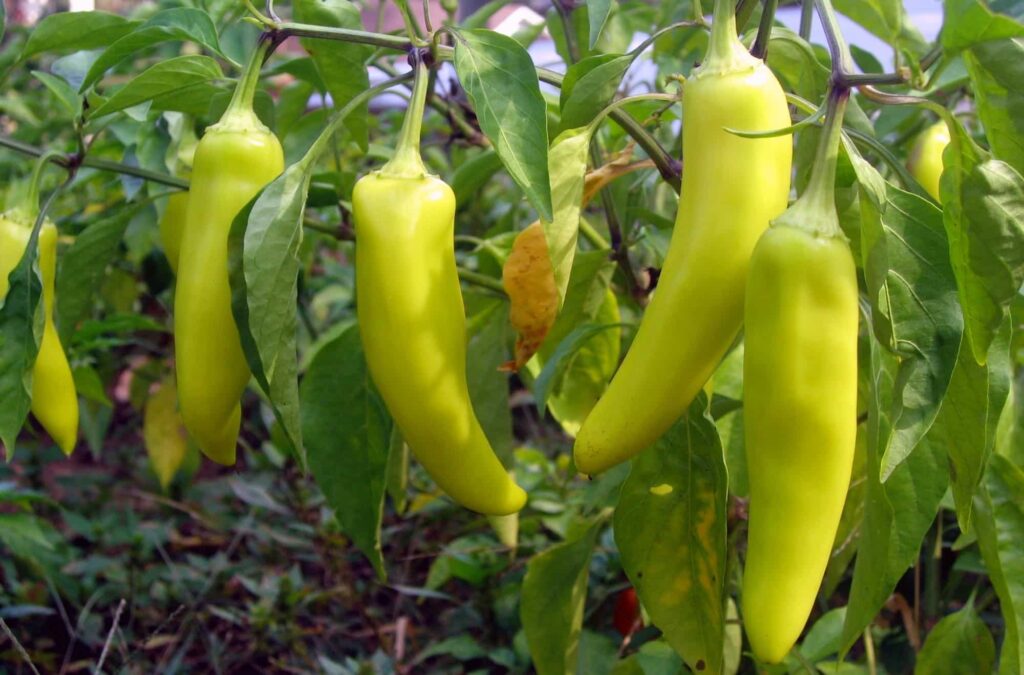 Banana peppers benefit from pruning