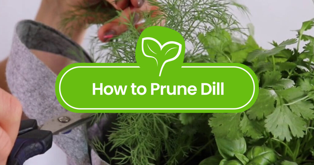 How-to-Prune-Dill