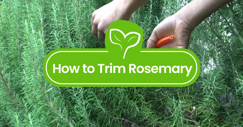 How to Trim Rosemary