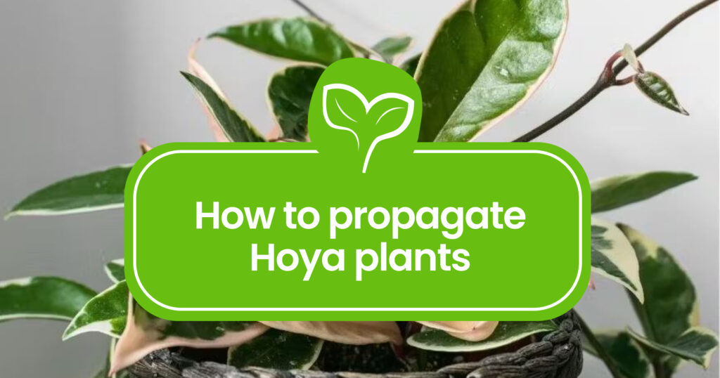 How to propagate Hoya_