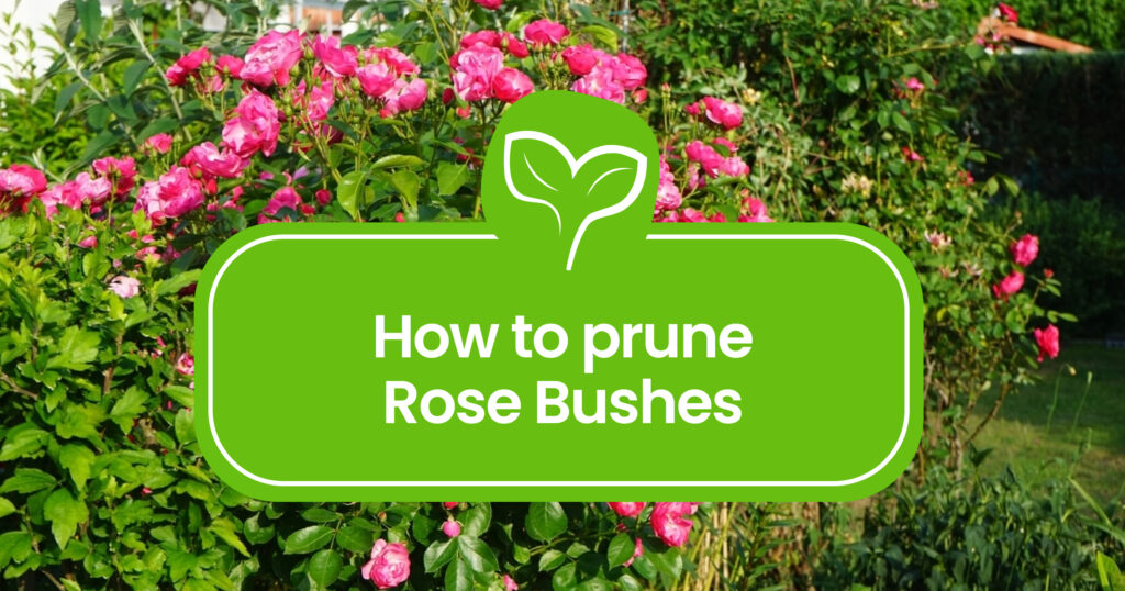 How to prune Rose Bushes