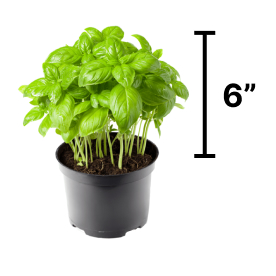How to prune basil and when