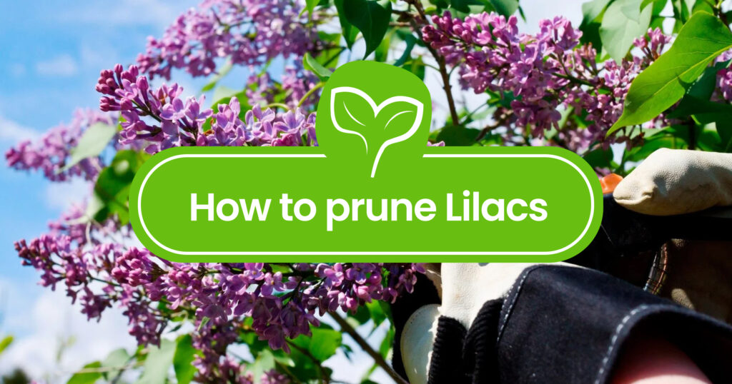How to Prune Lilacs