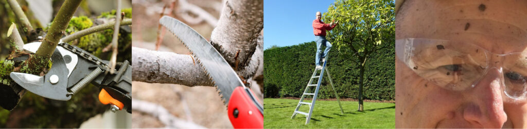 Maple tree pruning tools and gear