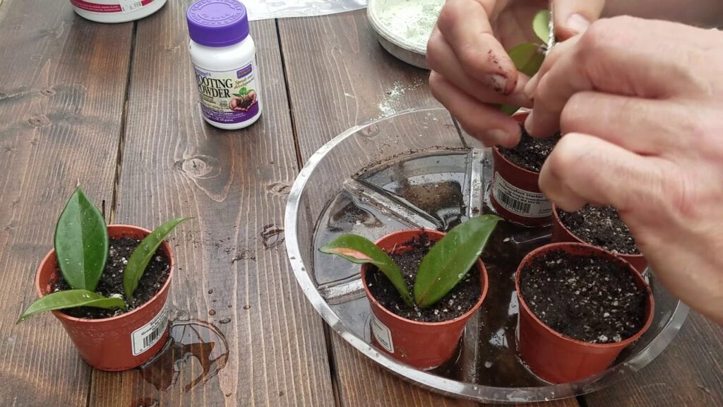 how to propagate hoya plants