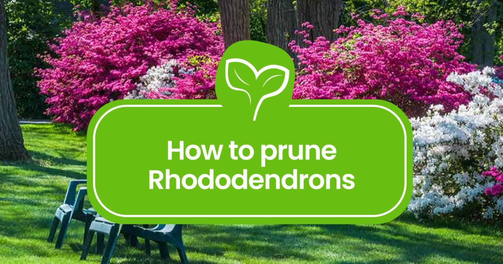 how to prune Rhododendrons