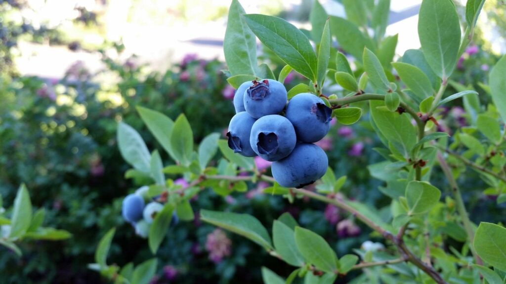 how to prune blueberries