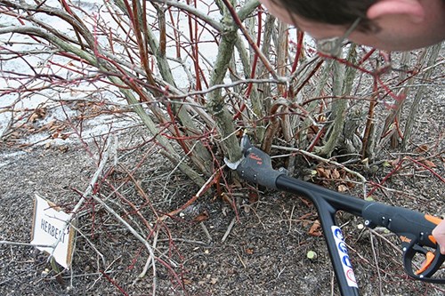 how to prune blueberries_in winter