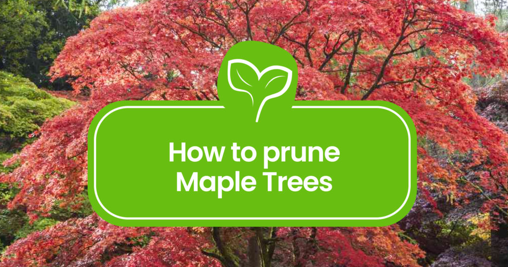 how to prune maple tree branches