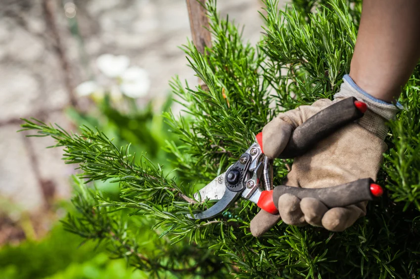 How to prune a rosemary plant