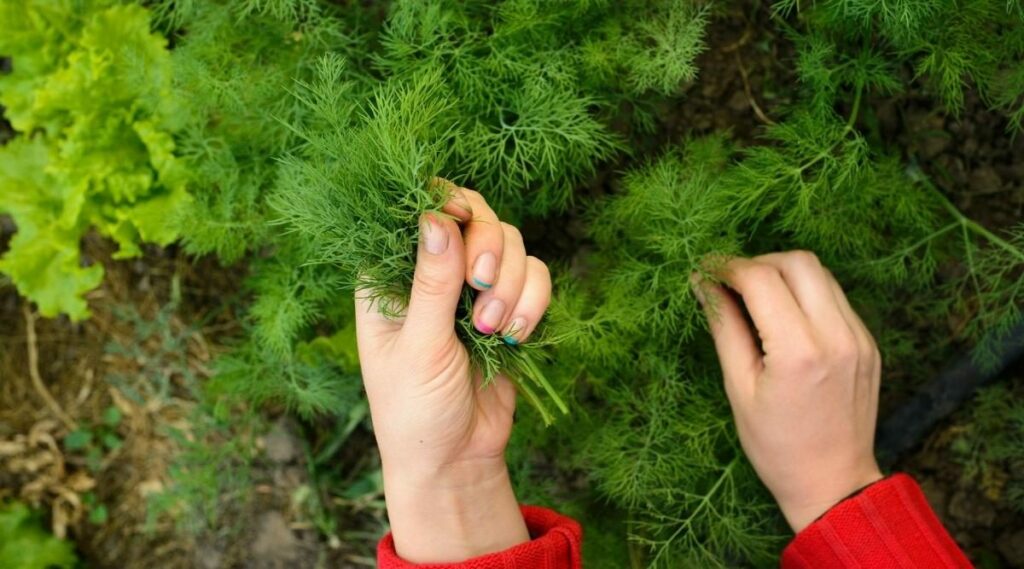 How to Prune Dill: Expert Tips for Enhancing Flavor and Growth
