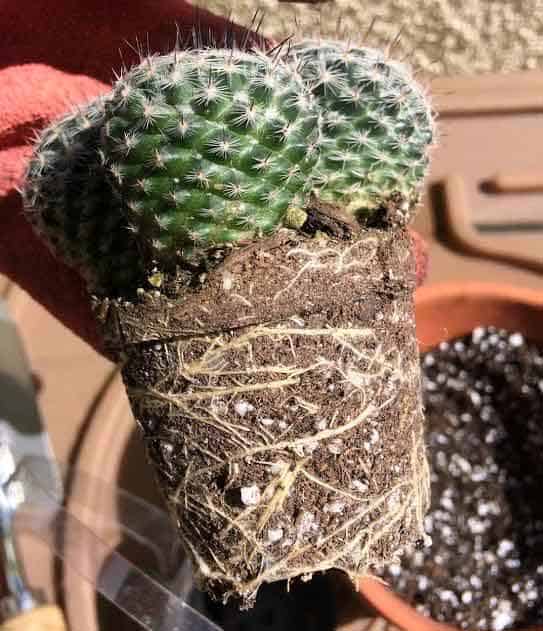 How to Repot a Cactus: A Step-by-Step Guide for Thriving Succulents