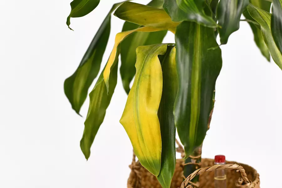 How to save a Dying Corn plant - a Step-by-Step Guide