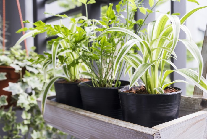 Spider Plants need enough Light for proper Growth