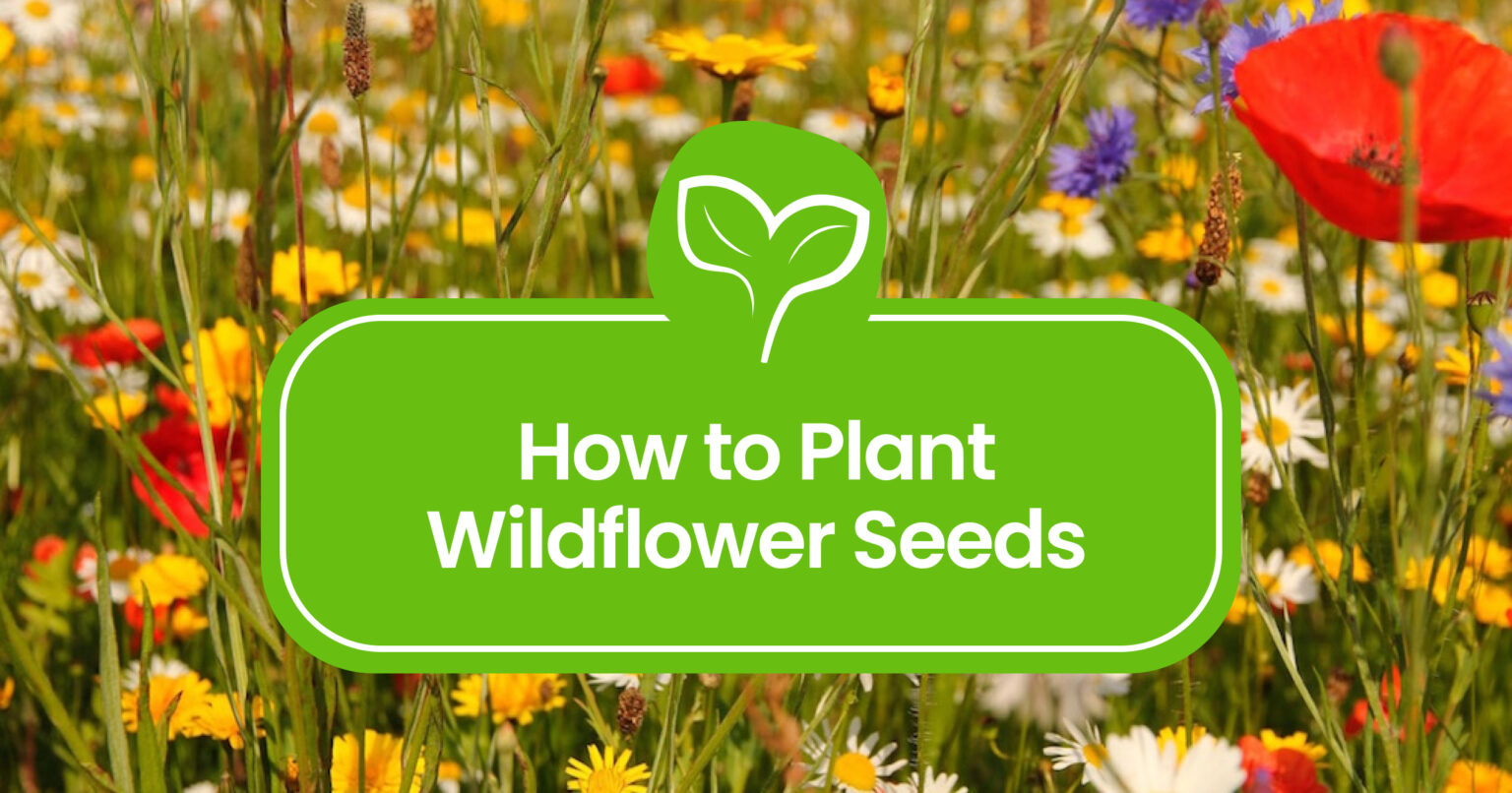 How to Plant Wildflower Seeds: A Step-by-Step Guide to Blooming Beauty ...