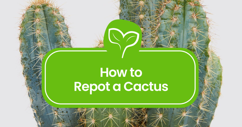 How to Repot a Cactus